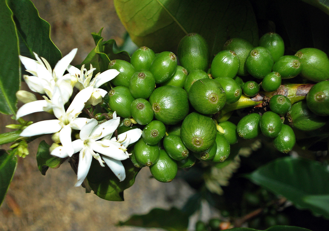 아라비카 커피 꽃과 열매
